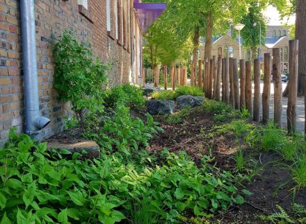 Wadi bij een groen schoolplein met dakafwatering.