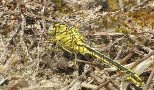 Libelle op natuurbegraafplaats.